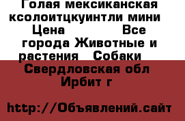 Голая мексиканская ксолоитцкуинтли мини › Цена ­ 20 000 - Все города Животные и растения » Собаки   . Свердловская обл.,Ирбит г.